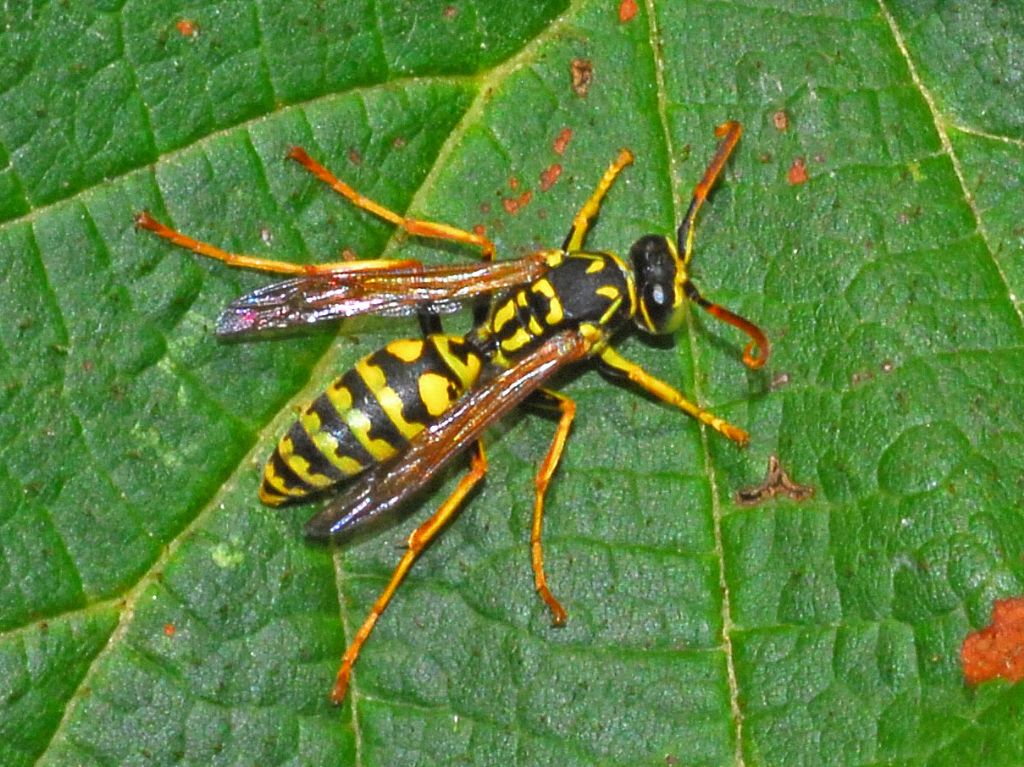 Una vespa faccia gialla: Polistes associus, maschio